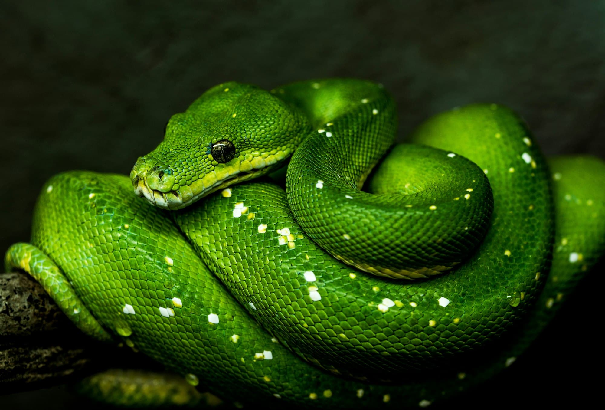 Green tree python coiled on a branch